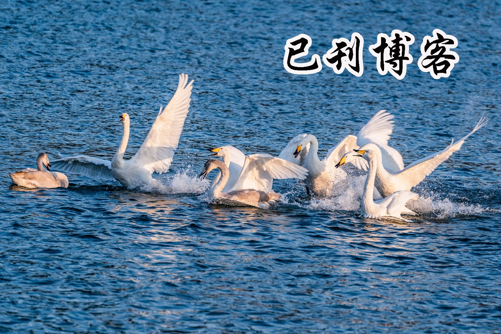 刊網互動(2023年度)